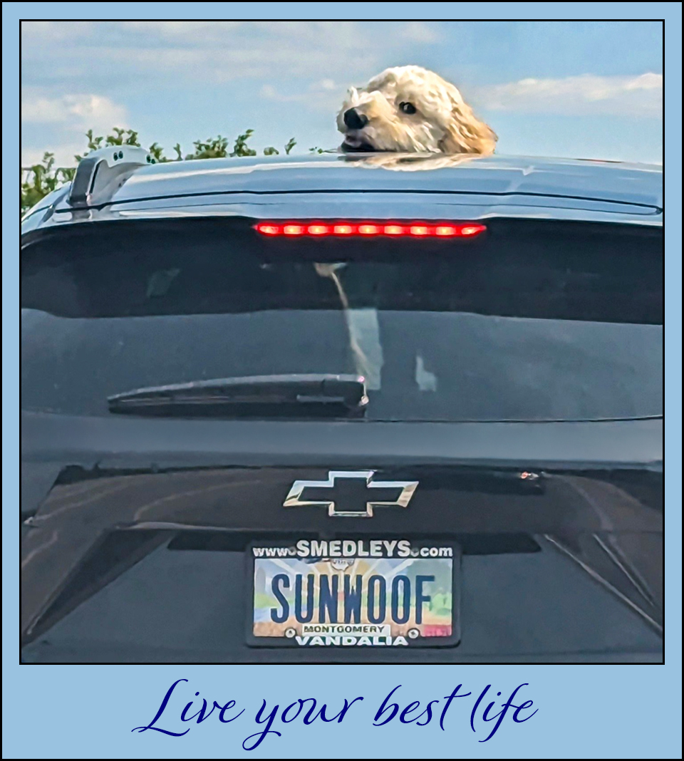 Live Your Best Life.jpg