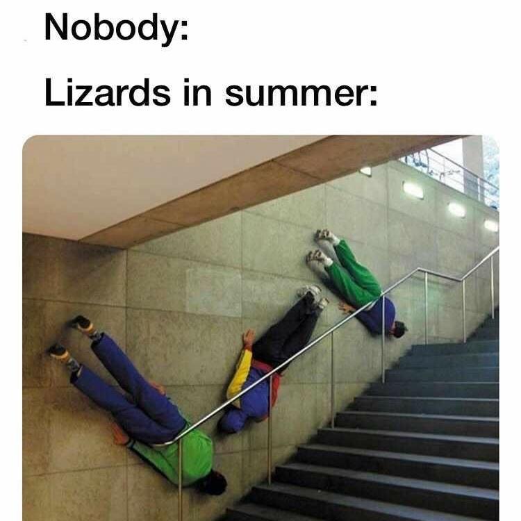 lizards.jpeg