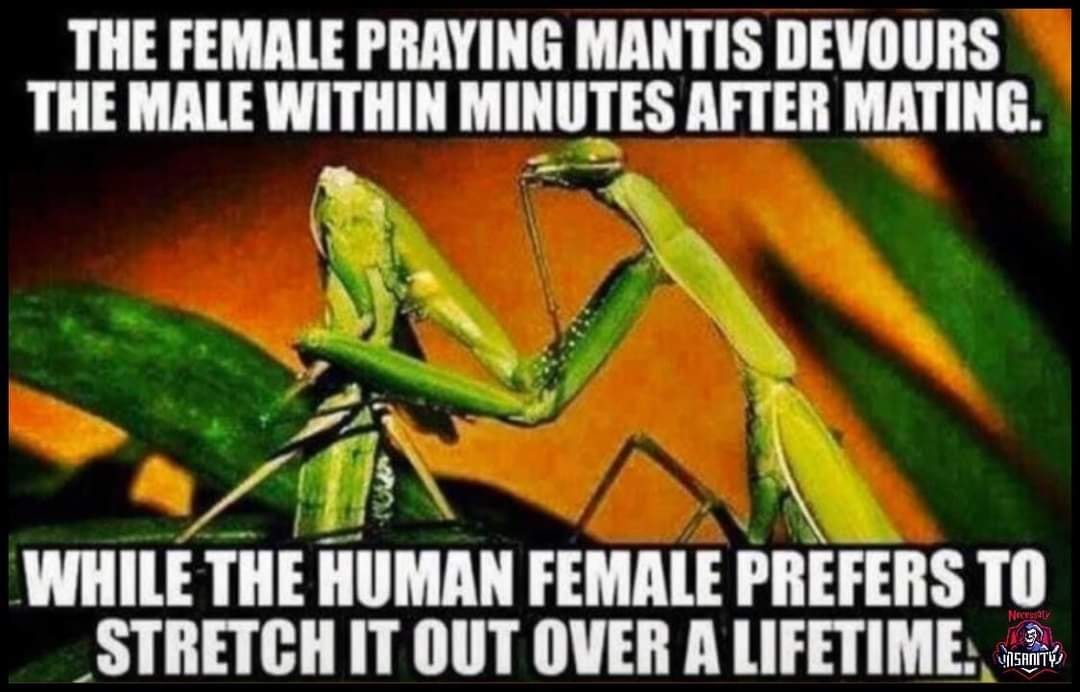 mantis.jpg
