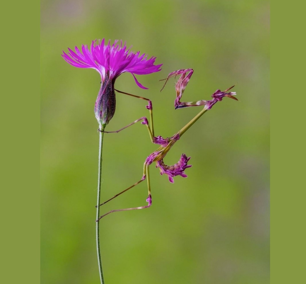 mantis pole dancer.jpg