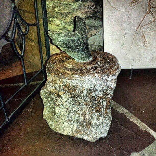 megtooth.jpeg