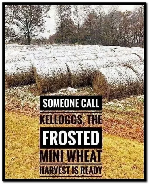 mini wheat 2.png