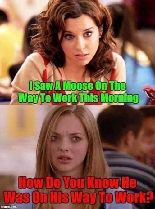 moose.jpg