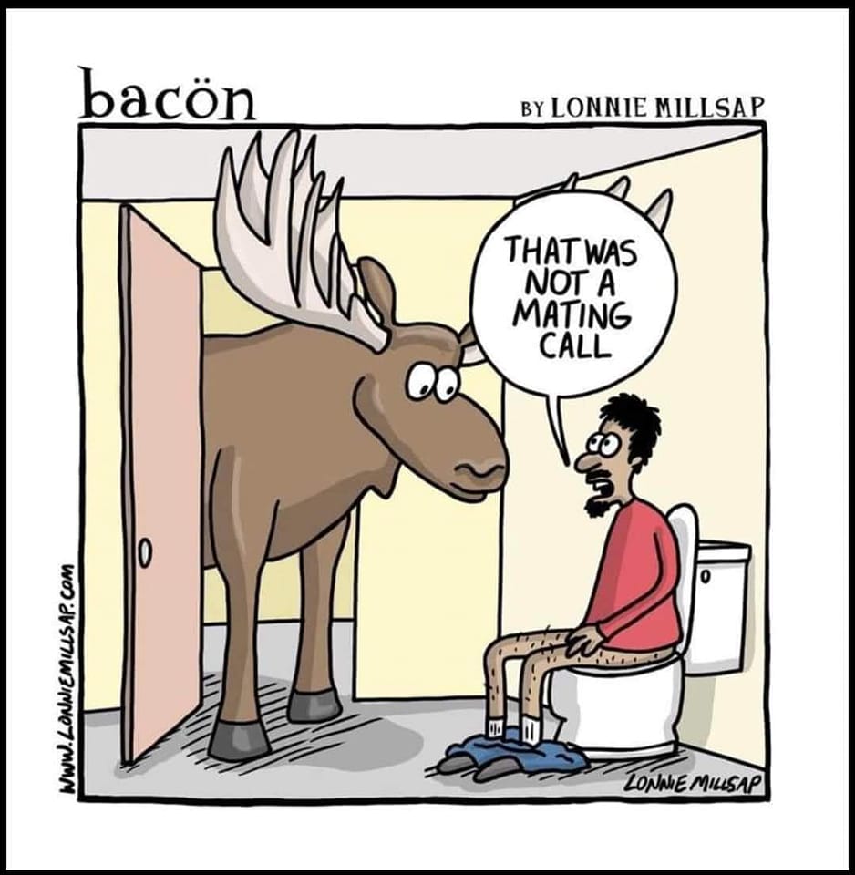 moose.jpg