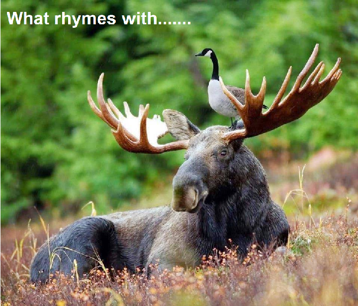 Moose.png