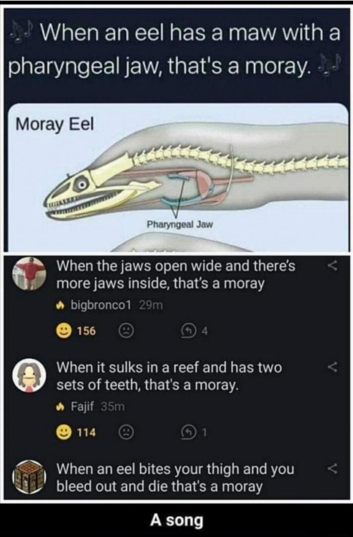 Moray.jpeg