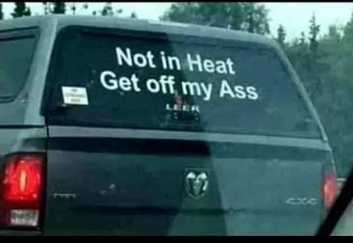 Not in heat.jpg