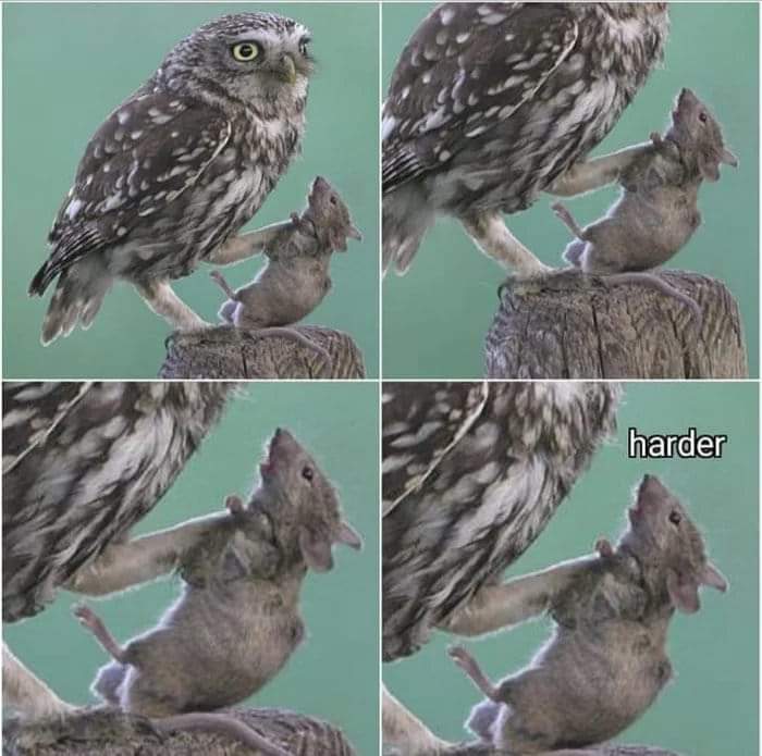 owl.jpg