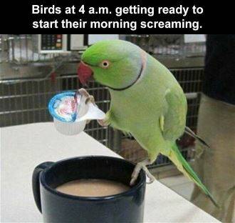 parrot.jpg