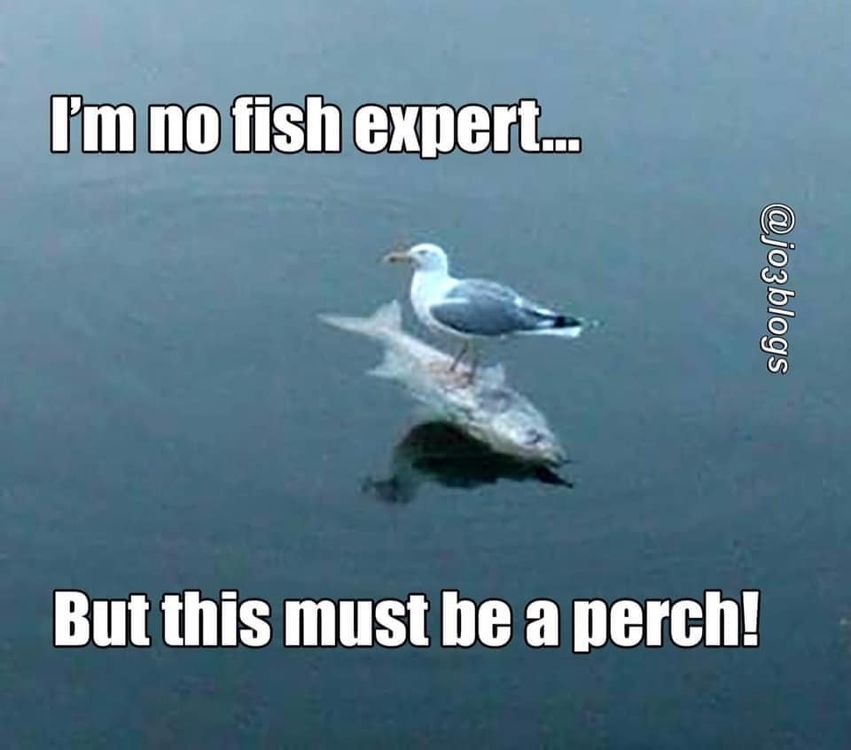 perch.jpg