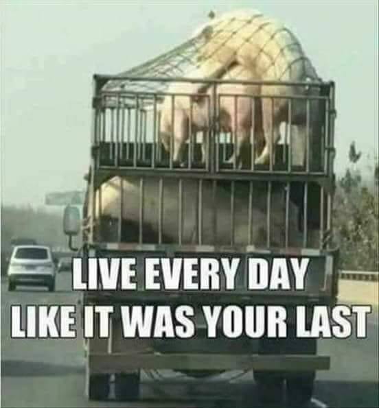 pigs.jpg