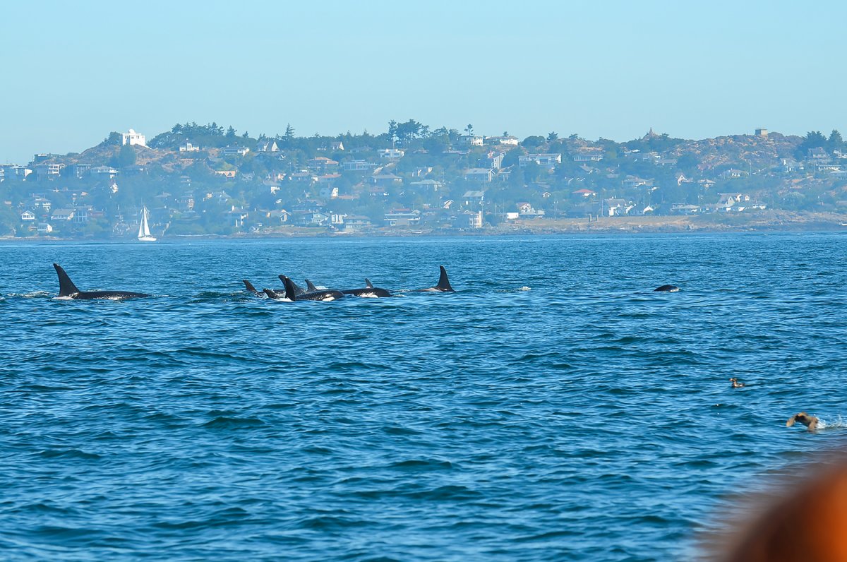 Pod of Whales.jpg