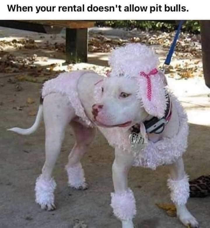 poodle.JPG