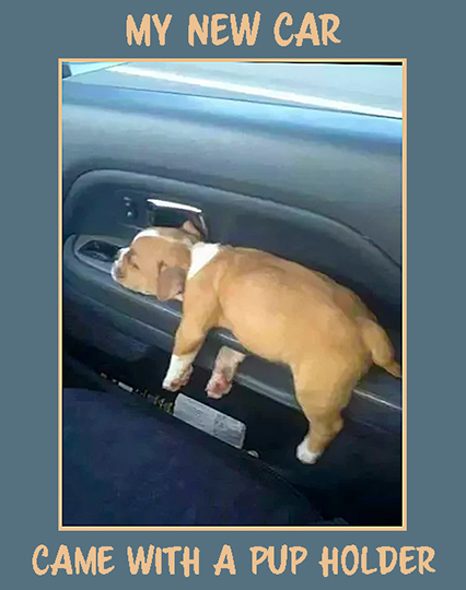 Pup Holder.jpg