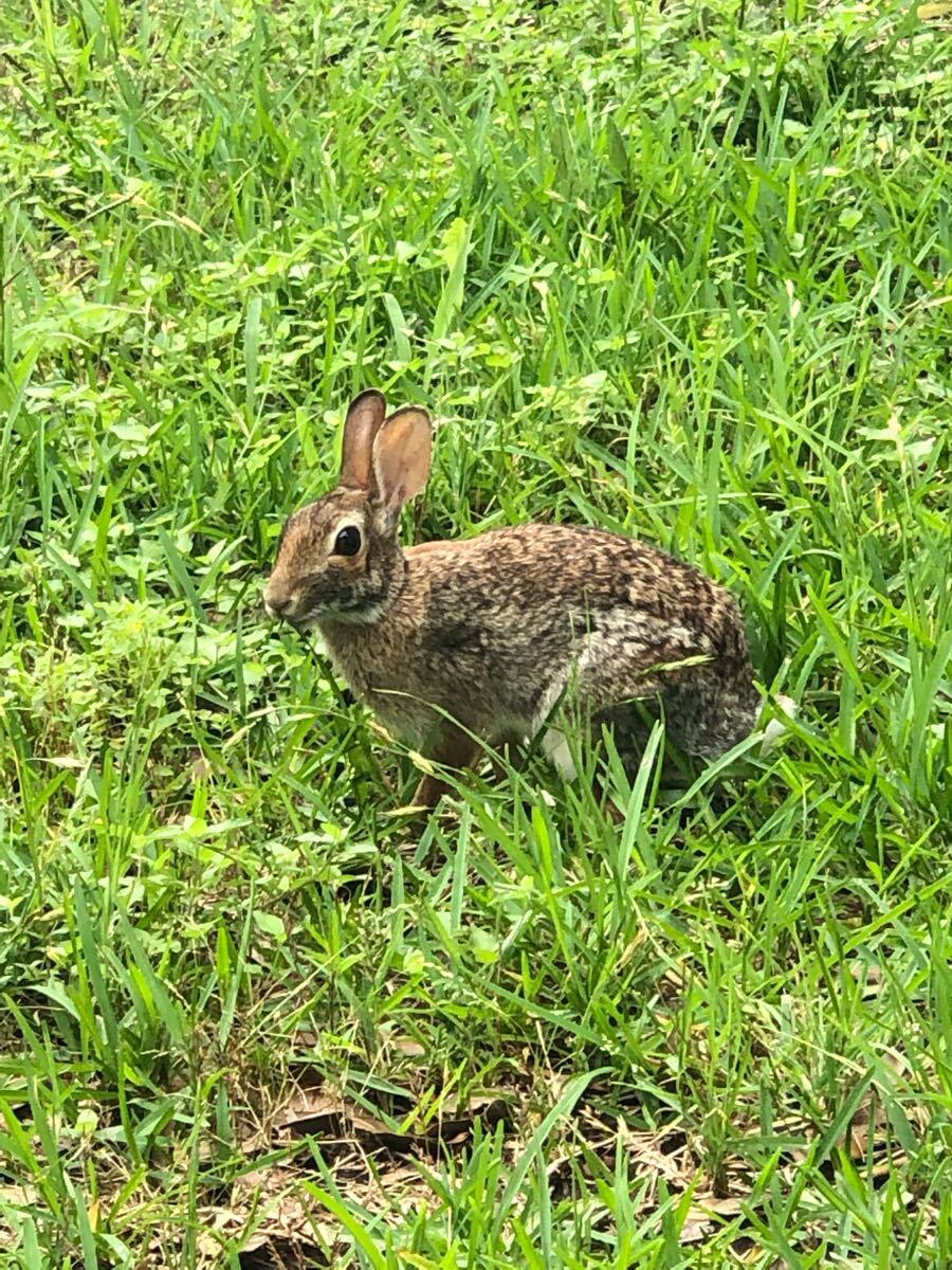 rabbit.jpeg