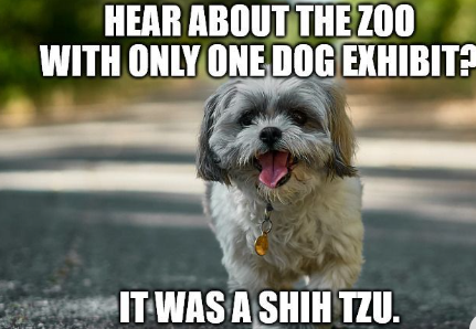 Shih Tzu.png