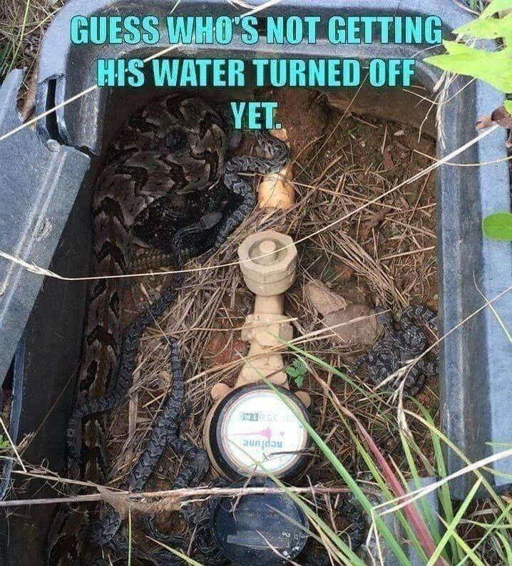 snakes.jpeg