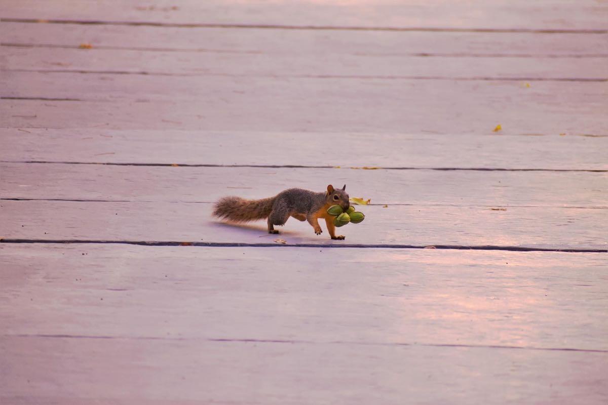 squirrell with a lot of nuts.jpeg