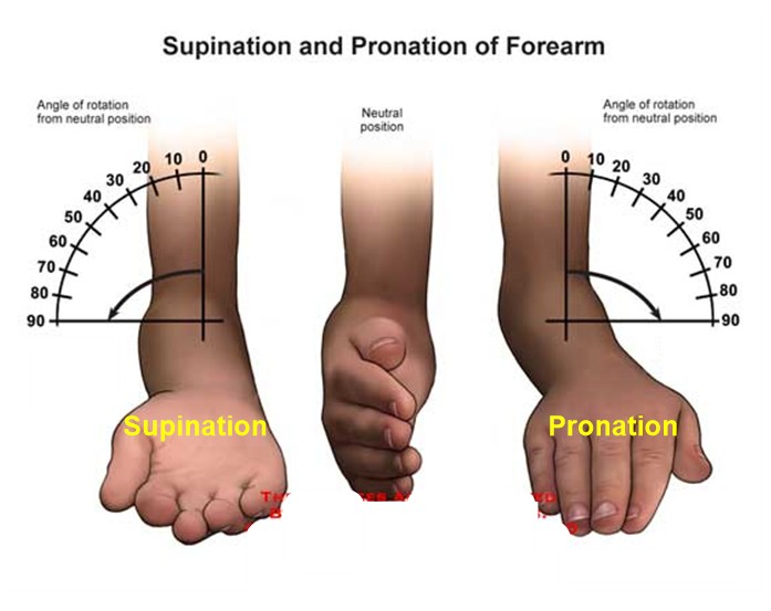 supinate-pronate.jpg