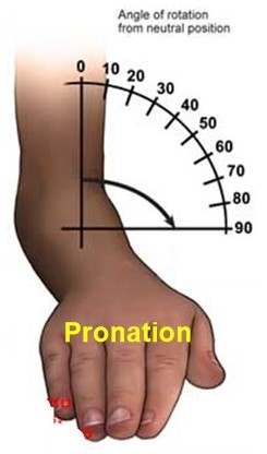 supinate-pronate.jpg