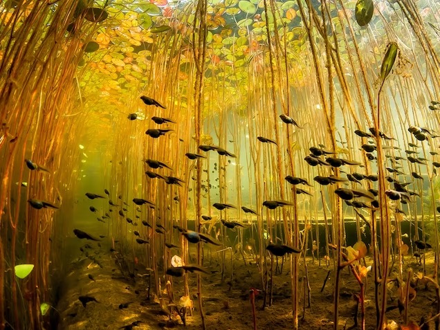 tadpoles.jpg