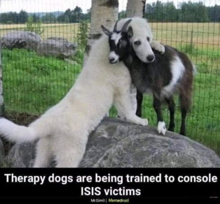 therapy dogs.png