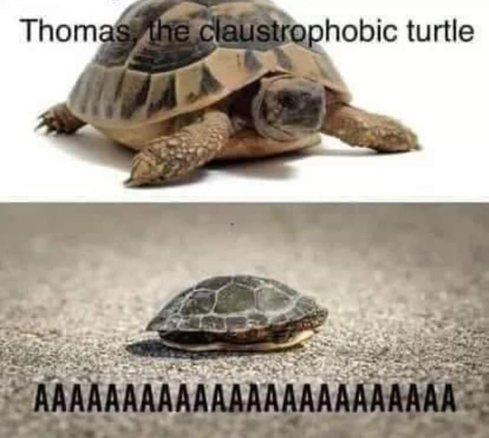 thomas.jpg
