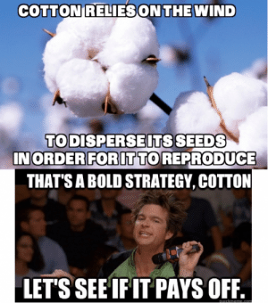 thumb_cotton-reliesonthe-wind-to-disperseitsseeds-inorderforittoreproduce-thats-a-bold-strateg...png