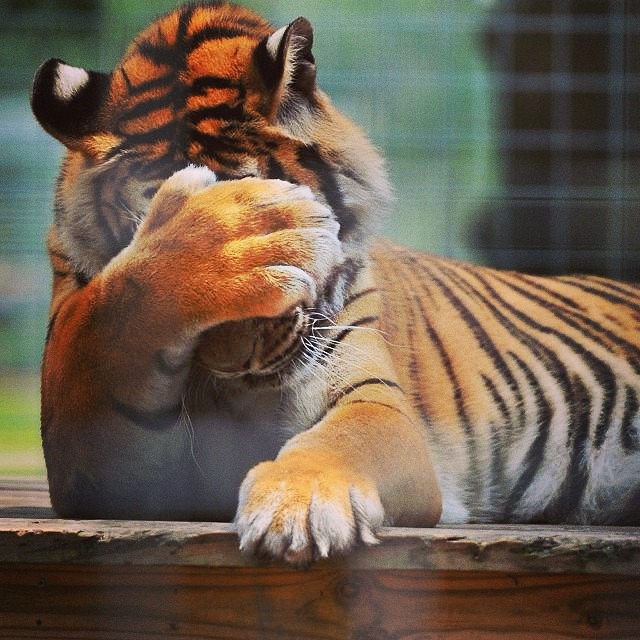 tiger.jpg