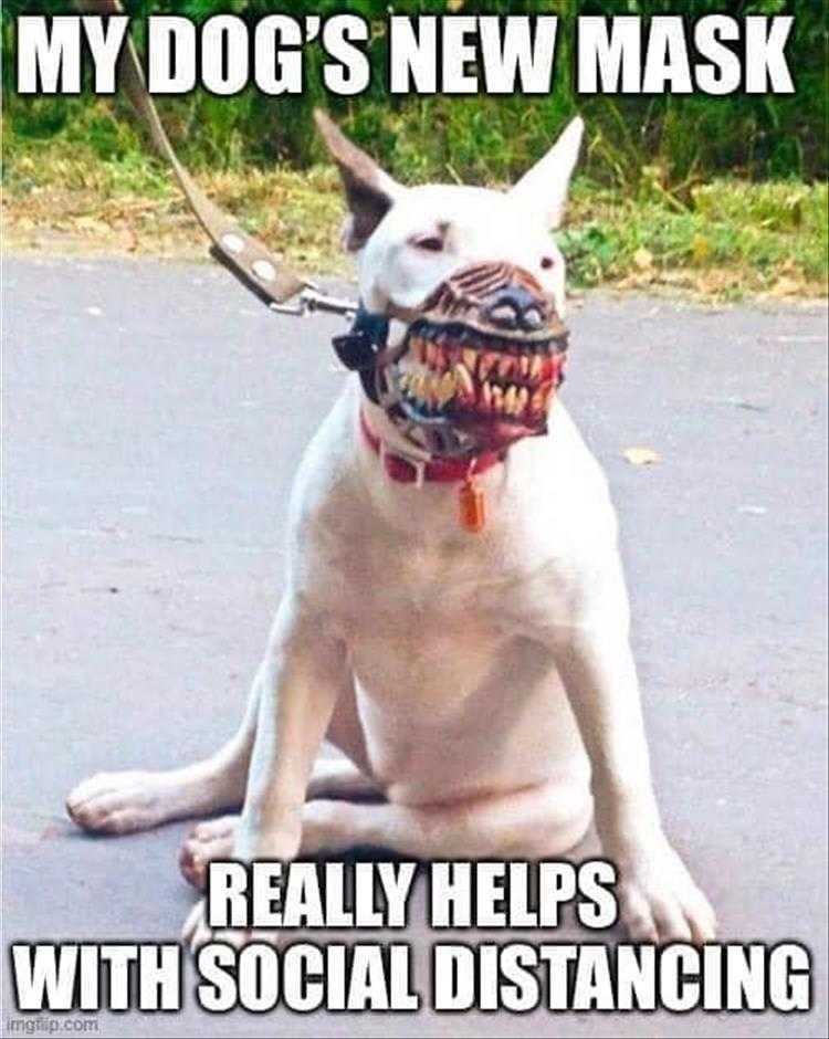 top-26-funny-animal-memes-of-the-day_5fac414c894fc.jpeg
