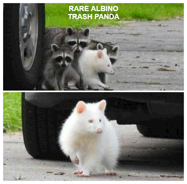 trash panda.png