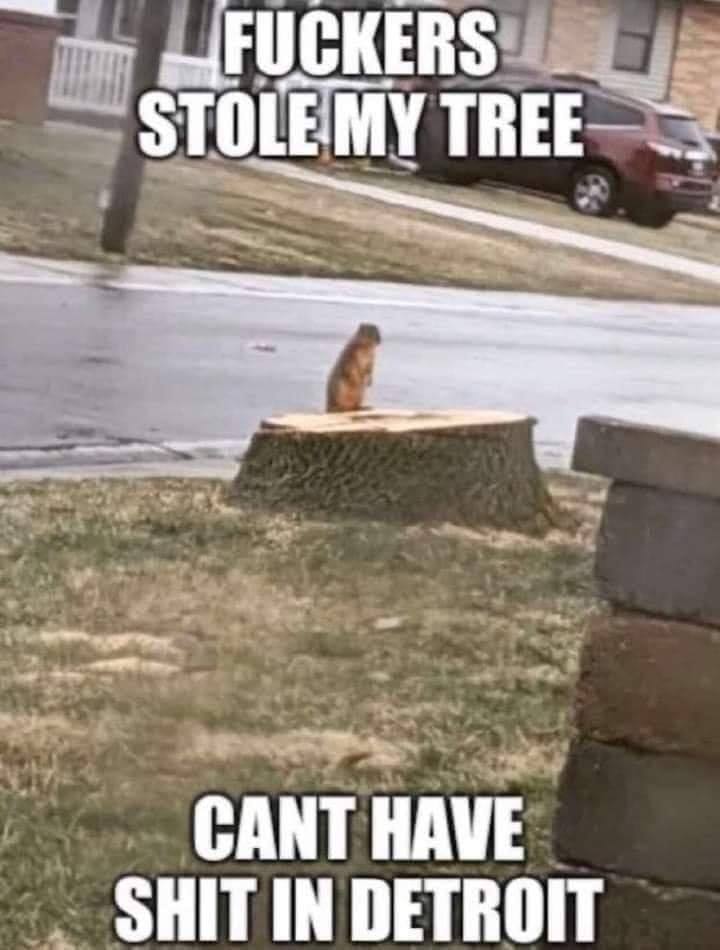 tree.jpg