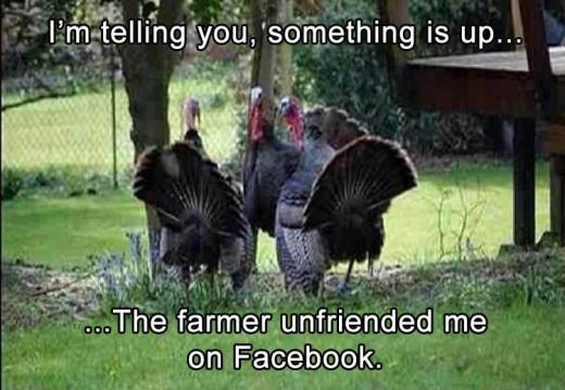 turkeys.jpg
