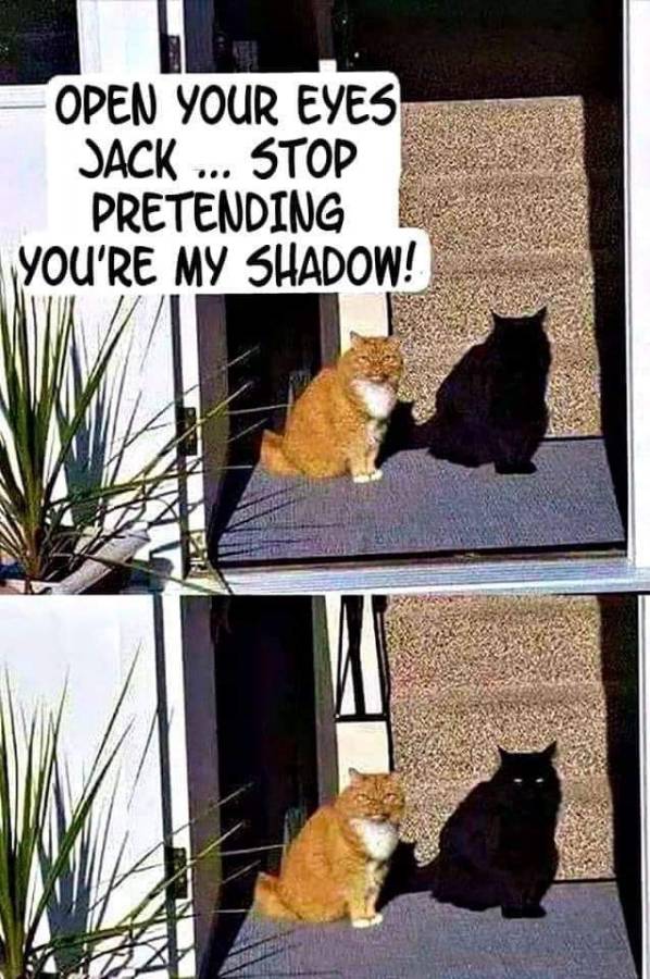 two catrs.jpg