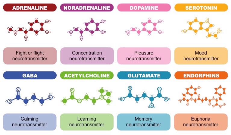 types-of-neurotransmitters_med.jpeg