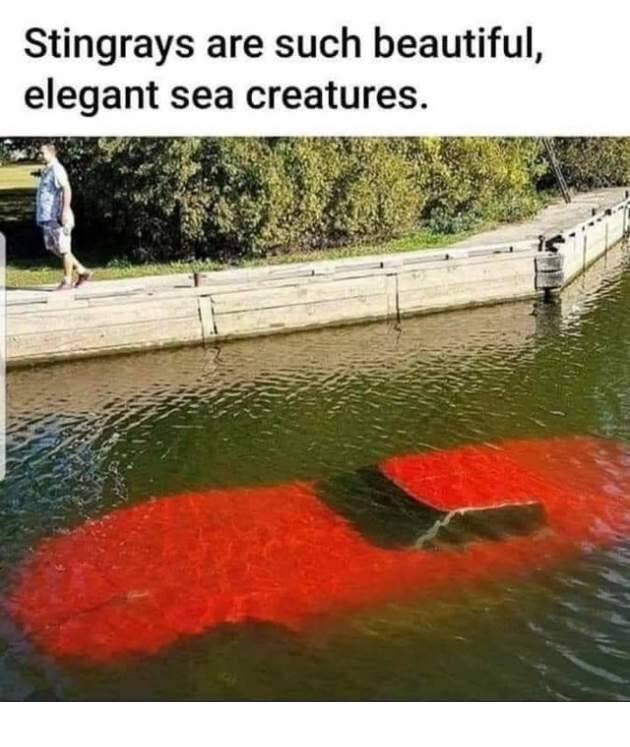 Vette.jpg