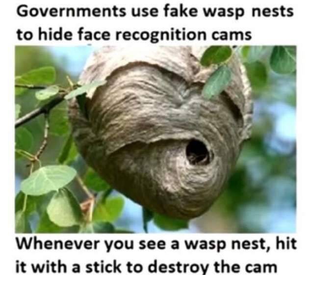 wasp.jpg