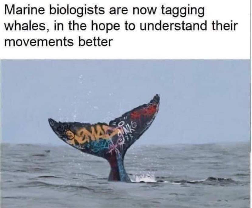 whale.jpg