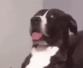 what-dog.gif