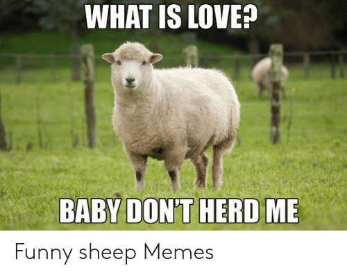 what-is-love-baby-dont-herd-me-funny-sheep-memes-50382350.png