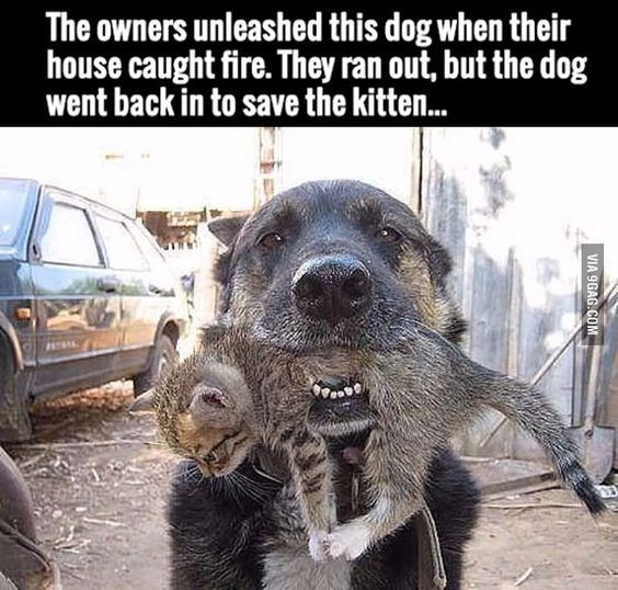 when-their-house-caught-fire-they-ran-out-but-the-dog-went-back-in-to-save-the-kitten-via-9gag...jpg