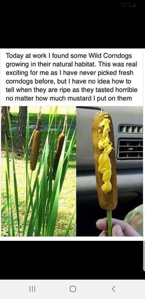 Wild Corndogs.jpg