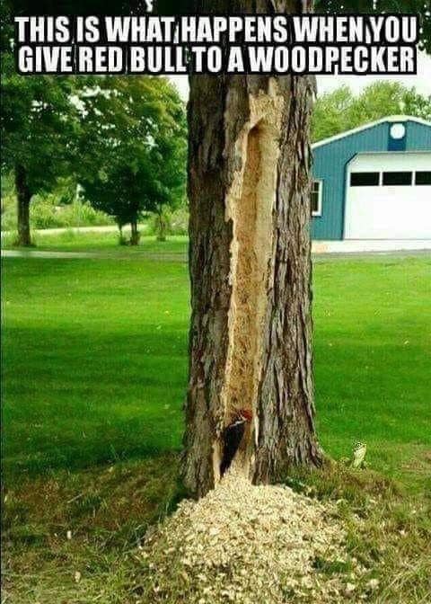 woodpecker.jpg