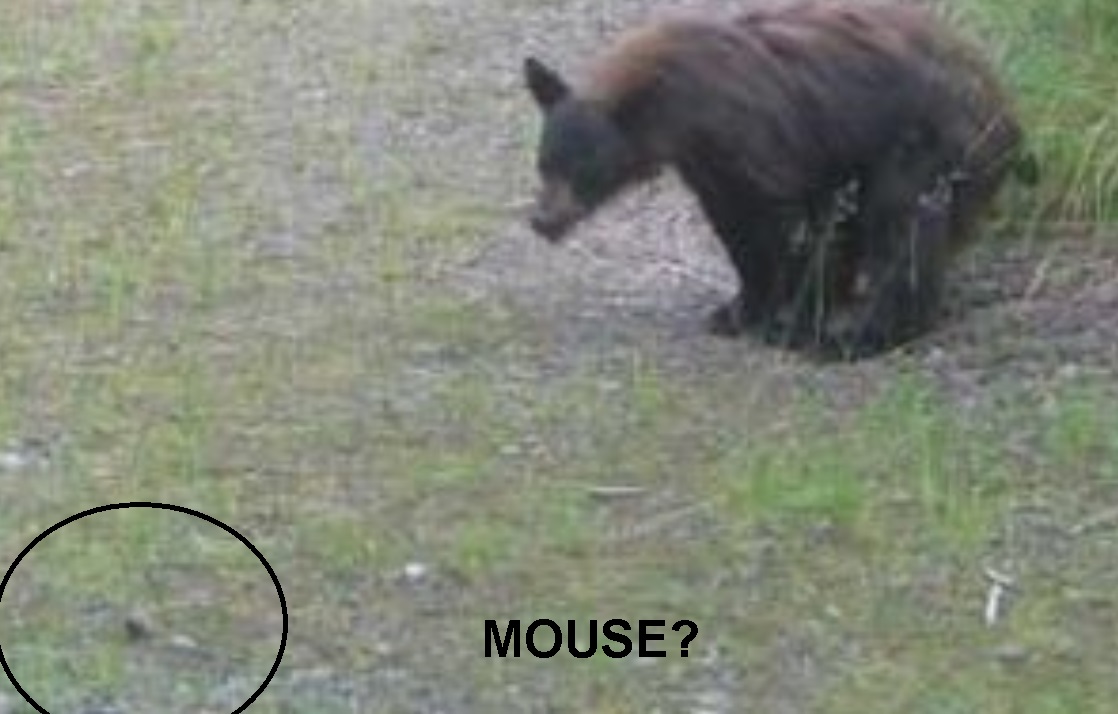 zz bear mouse .jpg