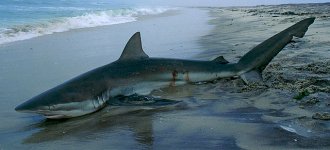 shark!.jpg