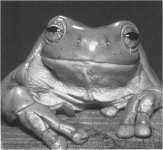 Frog.jpg