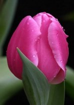 0503061400461tulipr_t.jpg