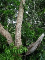 Rosewood tree.jpg