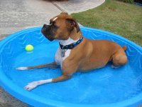 boxer[1].jpg