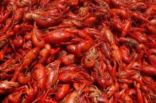 Crawfish.jpg